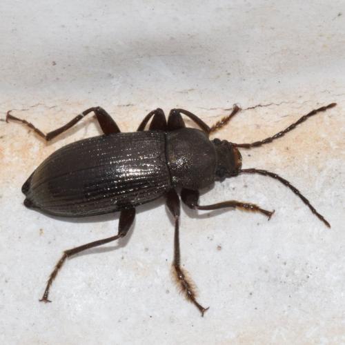 Réf. 316 372 : Stenomax aeneus